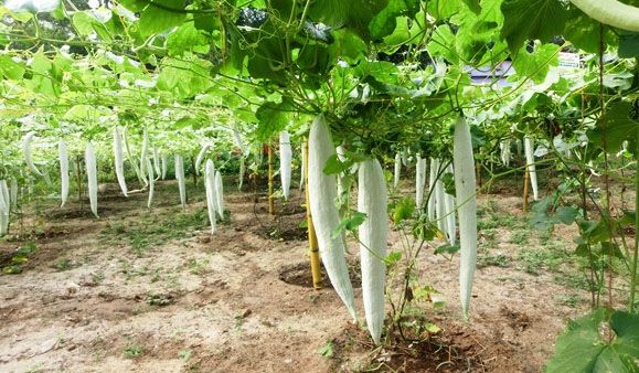 vegetable farming