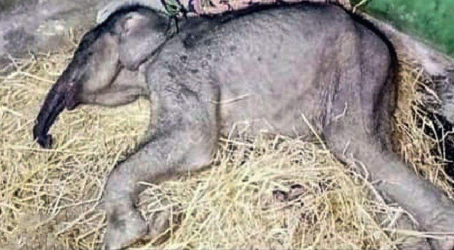 viral baby elephant wayanad