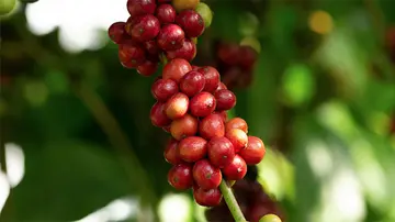 Robusta coffee