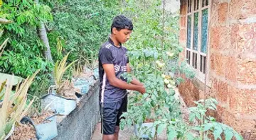 പച്ചക്കറിത്തെെകൾ പരിപാലിക്കുന്ന ആദിദീയൻ 