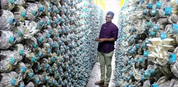   ‘ന്യൂട്രി ബഡ്സ്’  മഷ്റൂം ഫാം