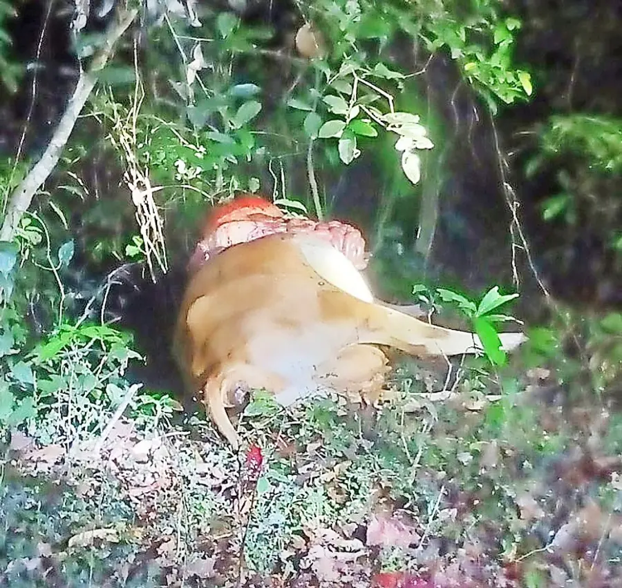 കാട്ടുപോത്തിന്റെ ആക്രമണം