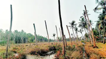  തെക്കെക്കാട് കിഴക്കുഭാഗം തീരദേശത്ത് തെങ്ങുകൾ കരിഞ്ഞുണങ്ങിയ നിലയിൽ