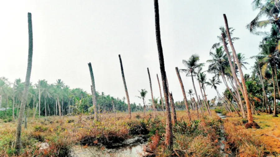 തെക്കെക്കാട് കിഴക്കുഭാഗം തീരദേശത്ത് തെങ്ങുകൾ കരിഞ്ഞുണങ്ങിയ നിലയിൽ