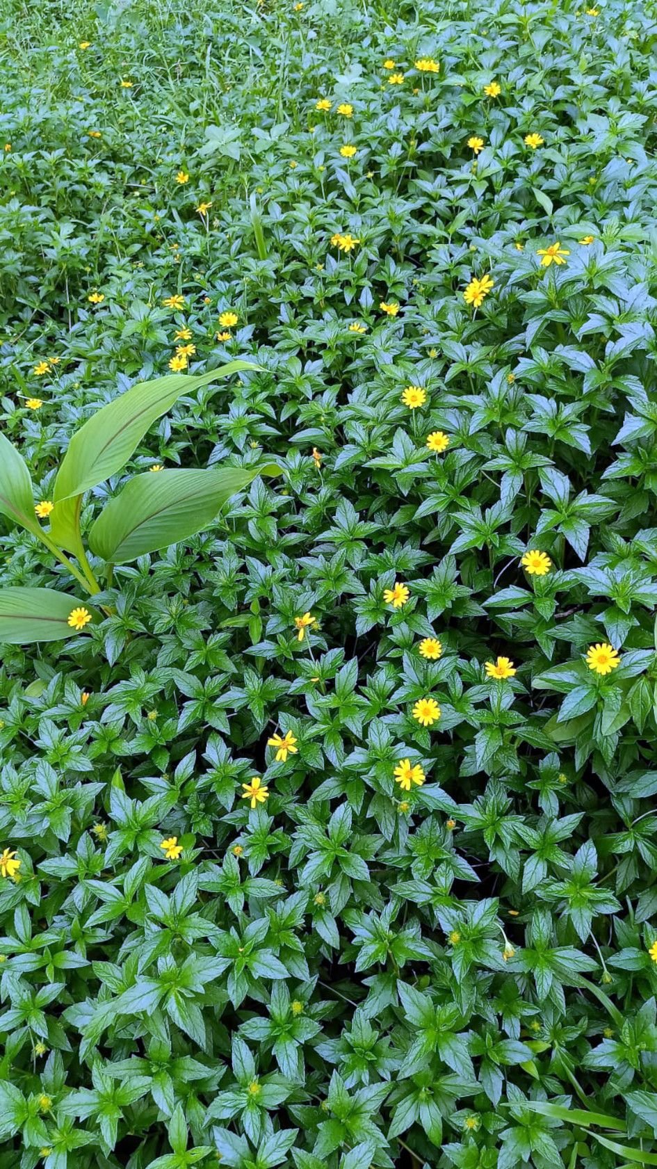 വിരുന്നെത്തി വില്ലനായ അധിനിവേശക്കാർക്ക്‌ തടയിടാൻ ഹരിത കേരള മിഷൻ പദ്ധതി വരുന്നു. തദ്ദേശ സസ്യങ്ങളുടെ വളർച്ച മുരടിപ്പിക്കുന്ന അധിനിവേശസസ്യങ്ങളെ തൊഴിലുറപ്പ്‌ പദ്ധതിയിലൂടെ കണ്ടെത്തി നശിപ്പിക്കും. 