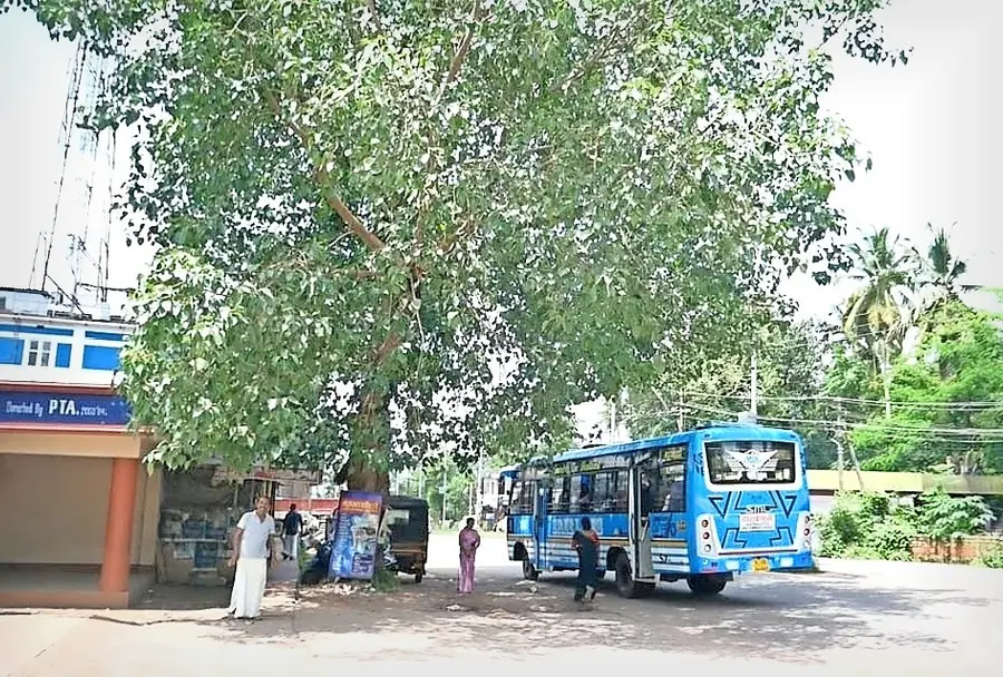 12 വർഷം മുമ്പ് നിർമലഗിരിയിൽ മോഹനൻ നട്ടുവളർത്തിയ അരയാൽ