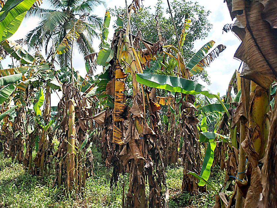 വെള്ളം കെട്ടി നിന്ന് നശിച്ച മടിക്കൈ വയലിലെ വാഴത്തോട്ടം