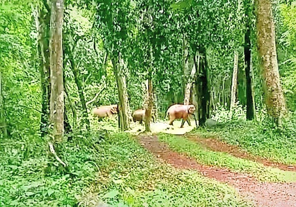  നരിക്കോട് മലയിൽ ഇറങ്ങിയ ആനക്കൂട്ടം