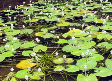 കരിന്തളം കോയിത്തട്ടക്കുന്നിലെ വംശനാശ ഭീഷണി നേരിടുന്ന കൃഷ്ണ കേസര