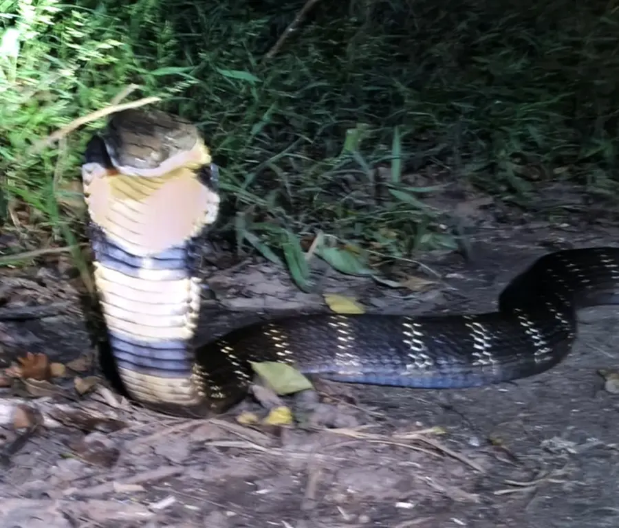 പനത്തടി നെല്ലിത്തോടിലെ രാജന്റെ വിറകുപുരയിൽനിന്നും പിടികൂടിയ രാജവെമ്പാല