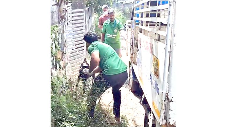 നഗരസഭ ജീവനക്കാർ അക്രമിയായ നായയെ പിടികൂടുന്നു