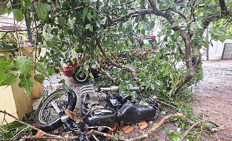 കാഞ്ഞങ്ങാട് ലക്ഷ്മനഗർ തെരുവത്ത് മരംവീണതിനെ തുടർന്ന് തകർന്ന ബൈക്കും കാറും