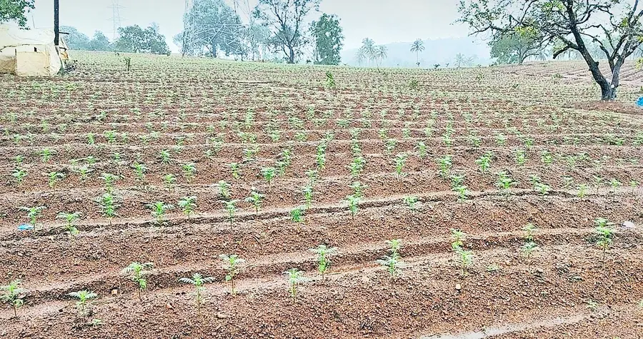 ആറളം ഫാം ബ്ലോക്ക് എട്ടിൽ ഒരുങ്ങുന്ന ചെണ്ടുമല്ലിപ്പാടം