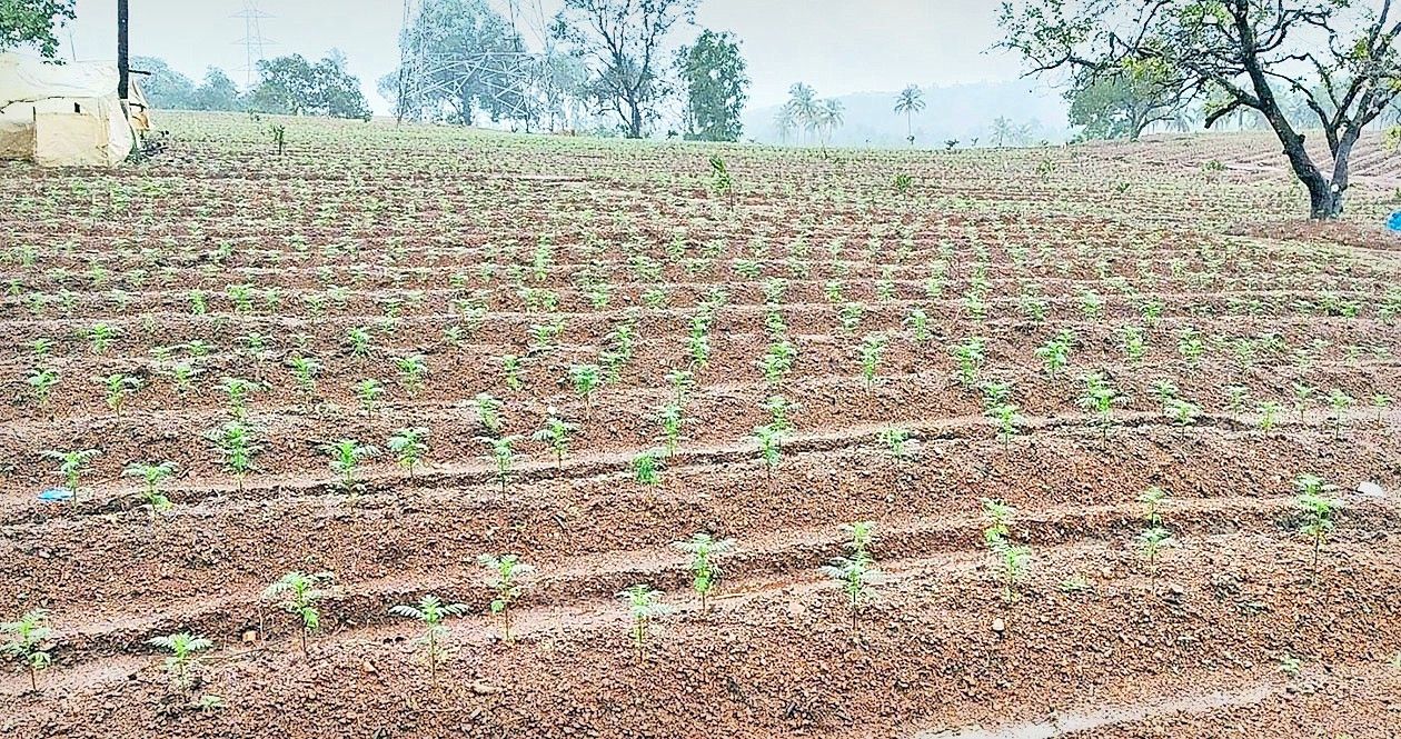  ആറളം ഫാം ബ്ലോക്ക്‌ എട്ടിൽ ഒരുങ്ങുന്ന ചെണ്ടുമല്ലിപ്പാടം