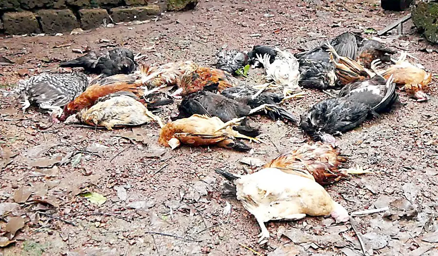 - തെരുവുനായ്ക്കളുടെ കടിയേറ്റ് ചത്ത കോഴികൾ.