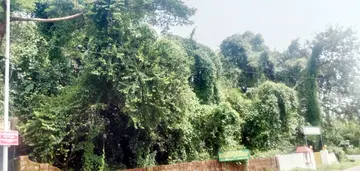 അരമങ്ങാനം കാപ്പുംകയം കാവ്