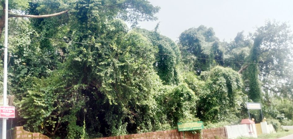 അരമങ്ങാനം കാപ്പുംകയം കാവ്