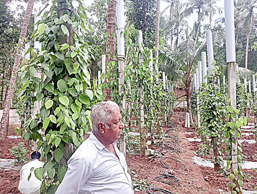 കുരുമുളക് തോട്ടത്തിൽ സുകുമാരൻ