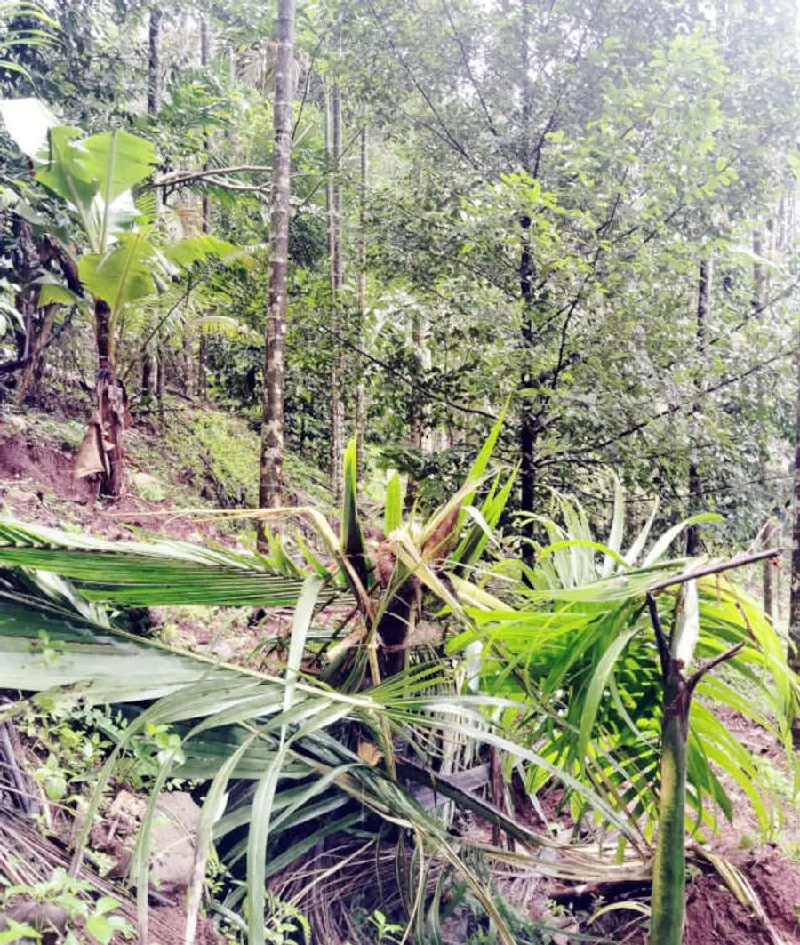 പാണത്തൂർ പാറക്കടവിൽ കാട്ടാന നശിപ്പിച്ച ശ്യാമള രവിയുടെ കൃഷിയിടം