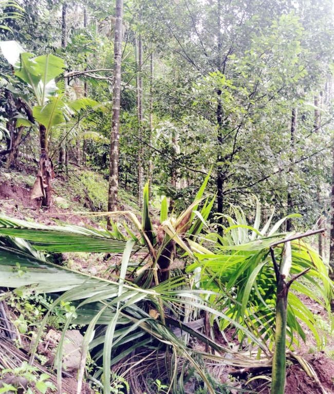 പാണത്തൂർ പാറക്കടവിൽ കാട്ടാന നശിപ്പിച്ച ശ്യാമള രവിയുടെ കൃഷിയിടം