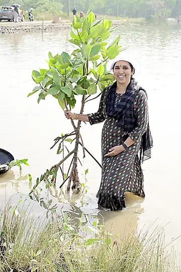 കണ്ടൽച്ചെടി പരിപാലിക്കുന്ന   ഡോ. പി ശ്രീജ