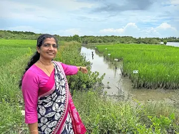 കൈപ്പാട്‌ കൃഷിയിൽ അതിജീവനശേഷിയുള്ള നെല്ലിന  വികസന പരീക്ഷണം നടത്തുന്ന ഏഴോം കൈപ്പാടിൽ  ഡോ. ടി വനജ
