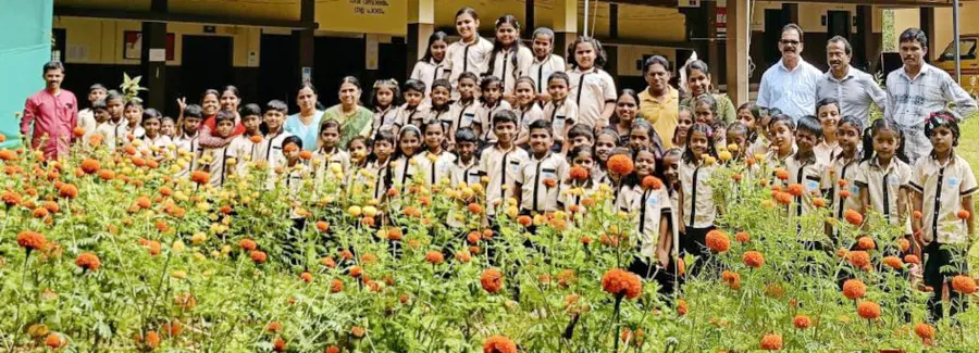 ചെറിയാക്കര ഗവ. എൽപി സ്കൂളിലെ ചെണ്ടുമല്ലി കൃഷി വിളവെടുപ്പ്