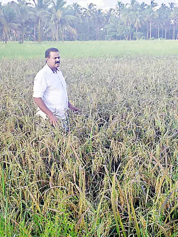 ഒ നാരായണൻ ജപ്പാൻ വയലറ്റ് നെൽപ്പാടത്ത്
