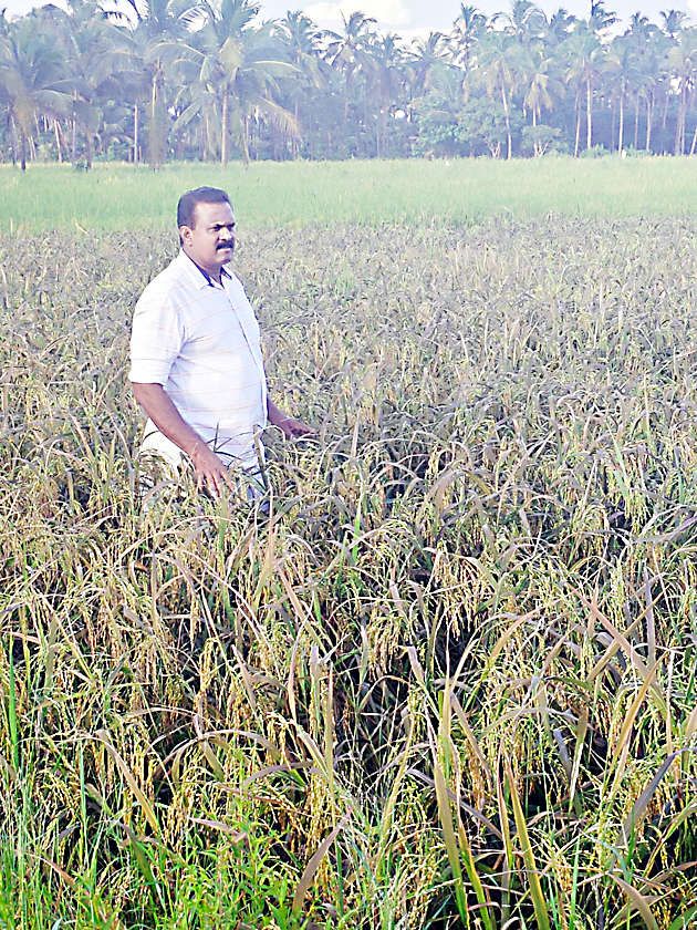 ഒ നാരായണൻ ജപ്പാൻ വയലറ്റ് നെൽപ്പാടത്ത്