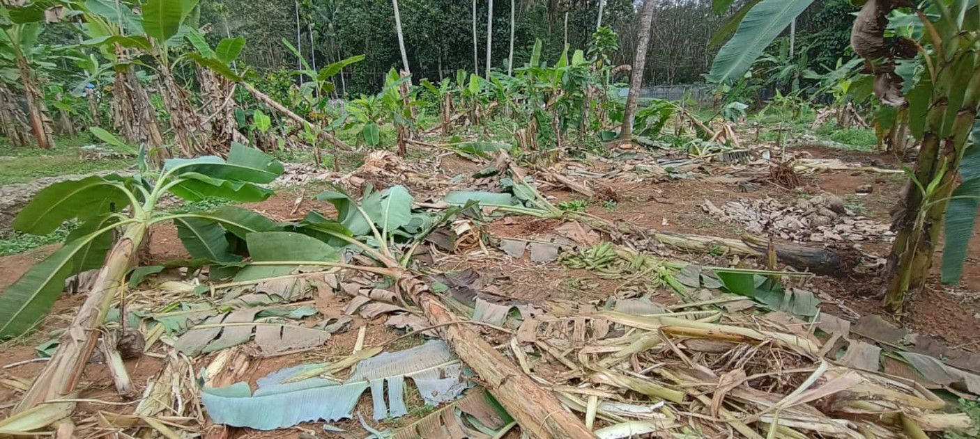 വട്ടിക്കുഴി കോട്ടാമലയില്‍ കണ്ണിക്കുളം രവിയുടെ വാഴത്തോട്ടം കാട്ടാനക്കൂട്ടം നശിപ്പിച്ച നിലയിൽ