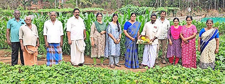 പഞ്ചായത്തിൽ നടത്തിയ പച്ചക്കറിക്കൃഷിയുടെ വിളവെടുപ്പ്‌ പ്രസിഡന്റ്‌ കെ വി മിനി ഉദ്‌ഘാടനംചെയ്യുന്നു