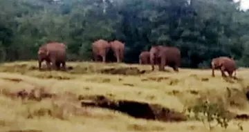 പുലിപ്പറമ്പിൽ സൗരോർജ  വേലി മുറിച്ചുകടക്കാൻ ശ്രമിക്കുന്ന കാട്ടാനക്കൂട്ടം.  സമൂഹമാധ്യമങ്ങളിൽ പ്രചരിക്കുന്ന ചിത്രം