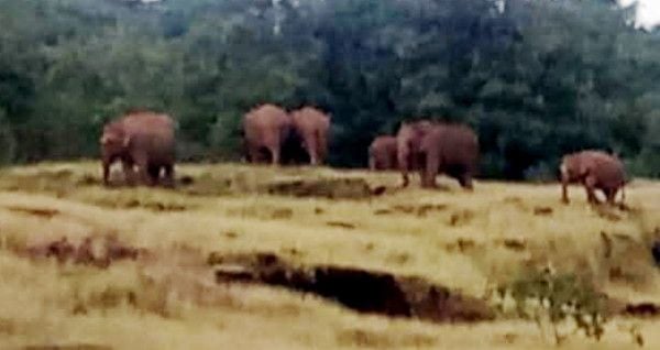 പുലിപ്പറമ്പിൽ സൗരോർജ  വേലി മുറിച്ചുകടക്കാൻ ശ്രമിക്കുന്ന കാട്ടാനക്കൂട്ടം.  സമൂഹമാധ്യമങ്ങളിൽ പ്രചരിക്കുന്ന ചിത്രം