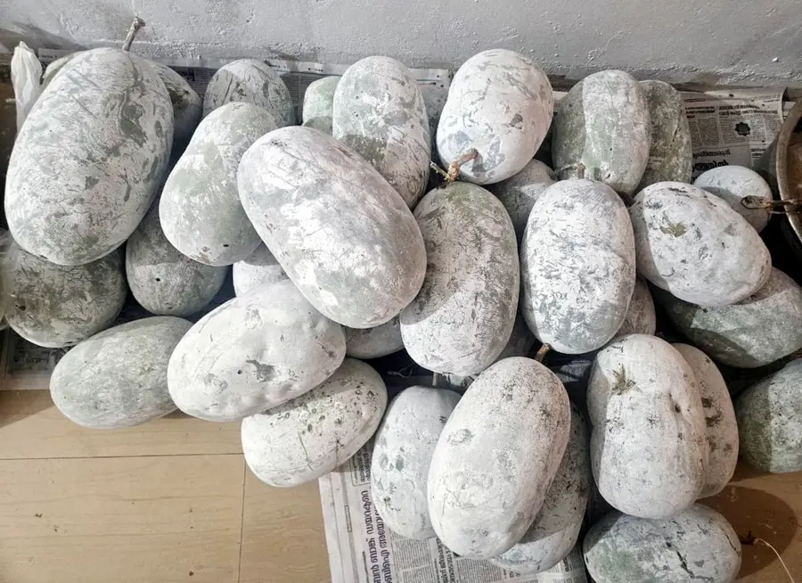 കുതിരുചാലിലെ പി കെ ഗോപിയുടെ വീട്ടുപറമ്പിൽ  ഒറ്റവള്ളിയിൽ കായ്‌ച കുമ്പളം വിളവെടുത്തപ്പോൾ 