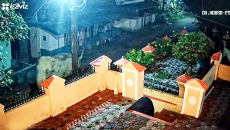 തൊട്ടിപ്പാലം ടൗണിൽ വ്യാഴം പുലർച്ചെ ഇറങ്ങിയ കാട്ടാന ടാപ്പിങ് തൊഴിലാളിയായ സ്കൂട്ടർ യാത്രികൻ ഫരീദ് ഹാജിയുടെ പിന്നാലെ ഓടുന്നതിന്റെ സിസി കാമറ ദൃശ്യം