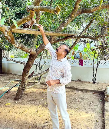 പടന്നക്കടപ്പുറം കെ വി അമ്പൂഞ്ഞിയുടെ വീട്ടുപറമ്പിലെ മാവിൽ കഴിയുന്ന പരുന്തിന്‌ ഭക്ഷണം നൽകുന്ന  മകൻ പി വി വിനോദ്‌
