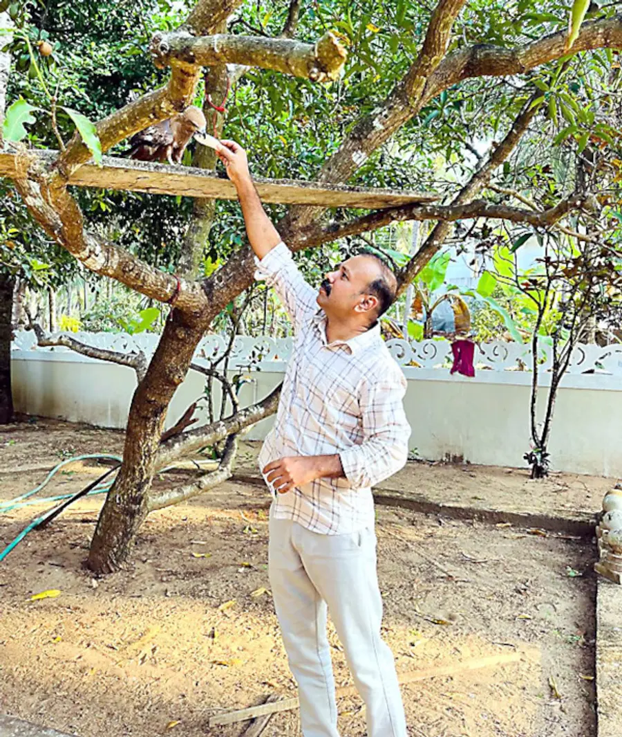 പടന്നക്കടപ്പുറം കെ വി അമ്പൂഞ്ഞിയുടെ വീട്ടുപറമ്പിലെ മാവിൽ കഴിയുന്ന പരുന്തിന്‌ ഭക്ഷണം നൽകുന്ന  മകൻ പി വി വിനോദ്‌