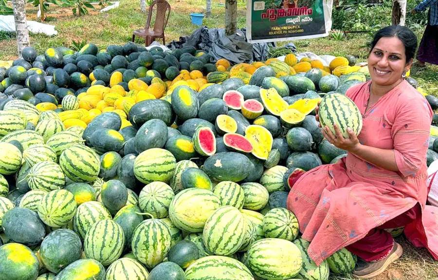 തന്റെ കൃഷിയിടത്തിൽ വിളവെടുത്ത വിവിധതരം തണ്ണിമത്തൻ വിൽപനയിൽ ശ്രീവിദ്യ