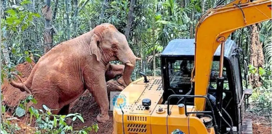 സുള്ള്യ   കൽചർപ്പെയിൽ കിണറ്റിൽ വീണ ആനയെ മണ്ണുമാന്തി യന്ത്രം ഉപയോഗിച്ച്  പുറത്തെടുക്കുന്നു 