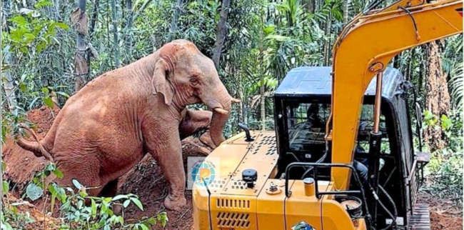 സുള്ള്യ   കൽചർപ്പെയിൽ കിണറ്റിൽ വീണ ആനയെ മണ്ണുമാന്തി യന്ത്രം ഉപയോഗിച്ച്  പുറത്തെടുക്കുന്നു 