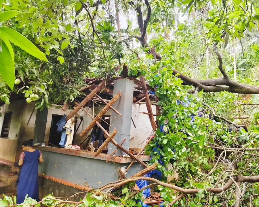 മരം വീണ് തകർന്ന കാവിലുംപാറ പുലക്കുന്നത്ത് ബിജി ഷാജിയുടെ വീട്