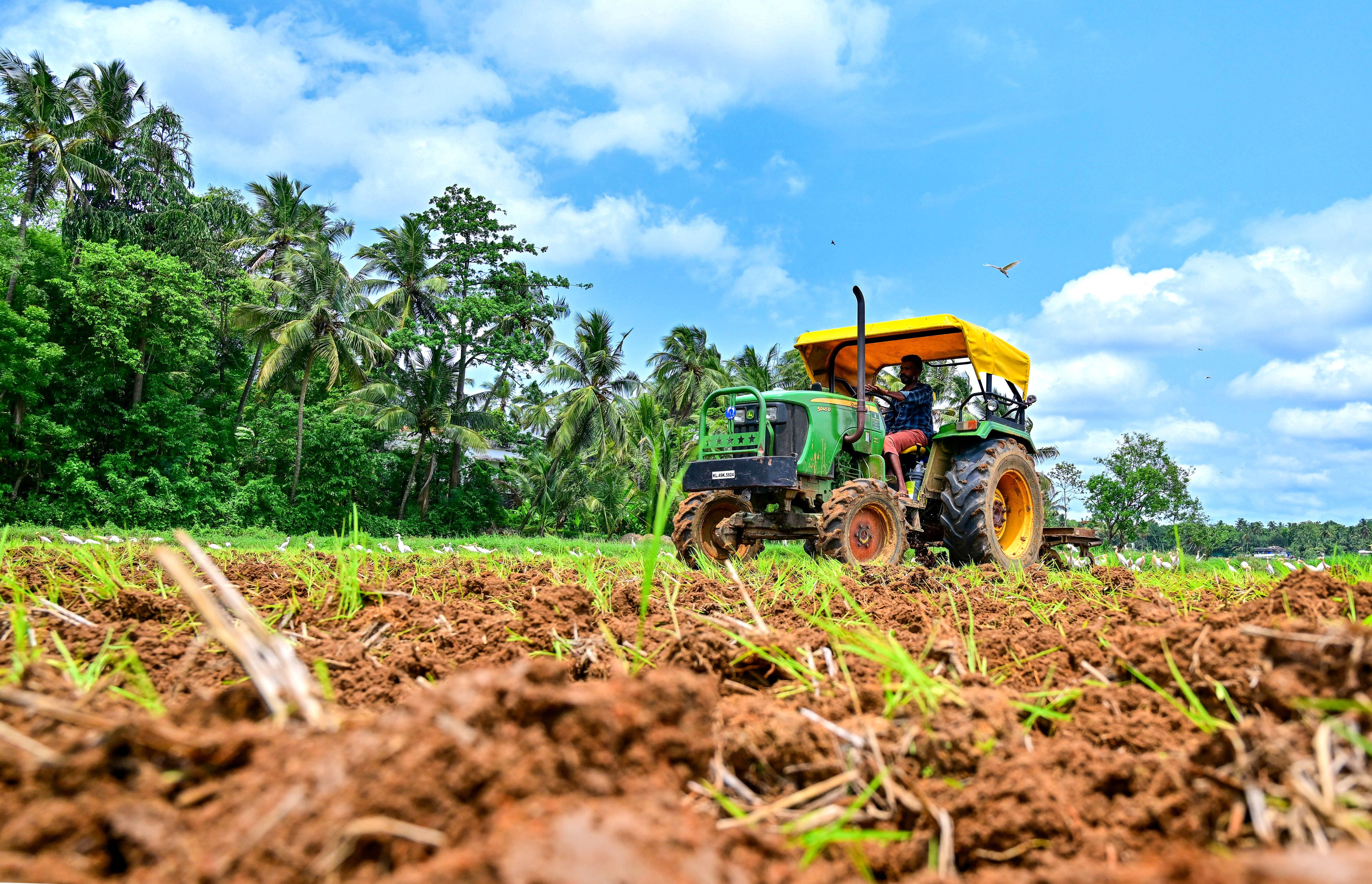മാത്തൂർ ആനിക്കോടിൽ ഒന്നാംവിള നെൽകൃഷിക്ക് ട്രാക്ടർ ഉപയോഗിച്ച് നിലമൊരുക്കുന്നു