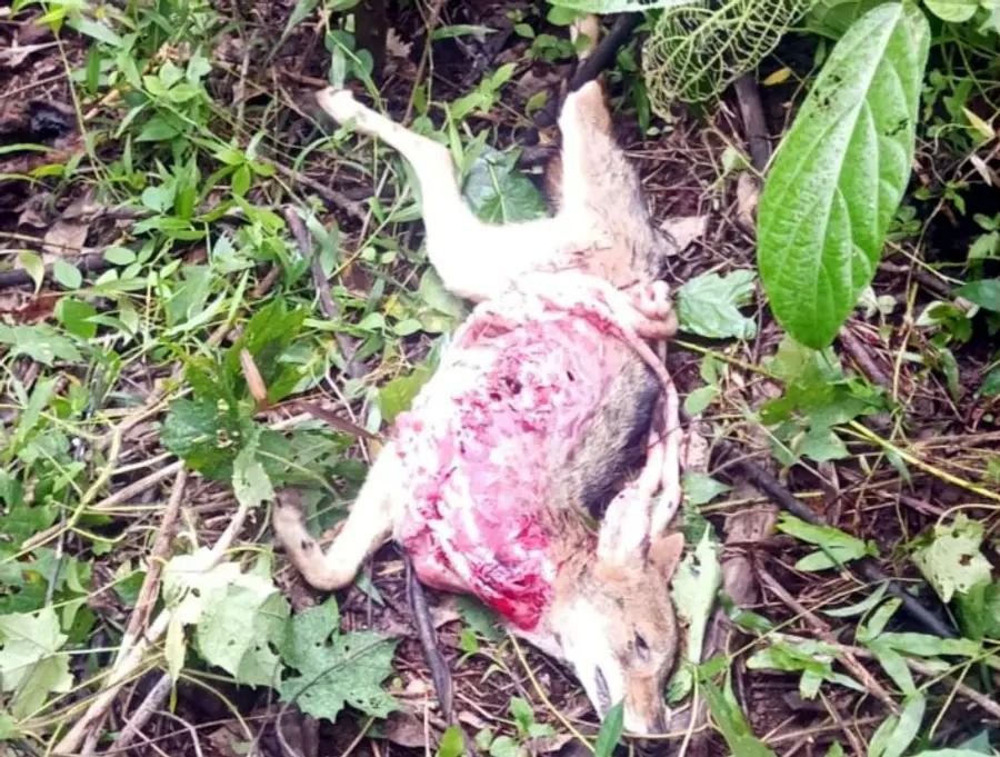 പനത്തടി എൻഎസ്എസ് എസ്റ്റേറ്റിൽ കുറുക്കനെ പുലി പാതി തിന്ന നിലയിൽ