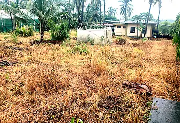 പിലിക്കോട്‌ പ്രാദേശിക കാർഷിക ഗവേഷണകേന്ദ്രത്തിലെ പച്ചപ്പുകൾ  കീടനാശിനി ഉപയോഗിച്ച്‌ കരിച്ചുകളഞ്ഞനിലയിൽ