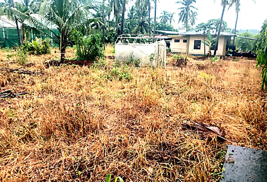 പിലിക്കോട് പ്രാദേശിക കാർഷിക ഗവേഷണകേന്ദ്രത്തിലെ പച്ചപ്പുകൾ
കീടനാശിനി ഉപയോഗിച്ച് കരിച്ചുകളഞ്ഞനിലയിൽ