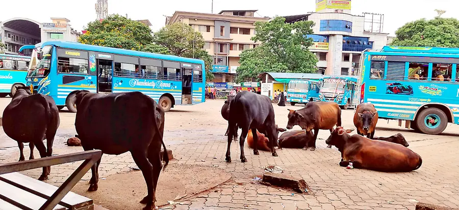 കാസർകോട് പുതിയ ബസ് സ്റ്റാൻഡിൽ തമ്പടിച്ചിരിക്കുന്ന കന്നുകാലികൾ