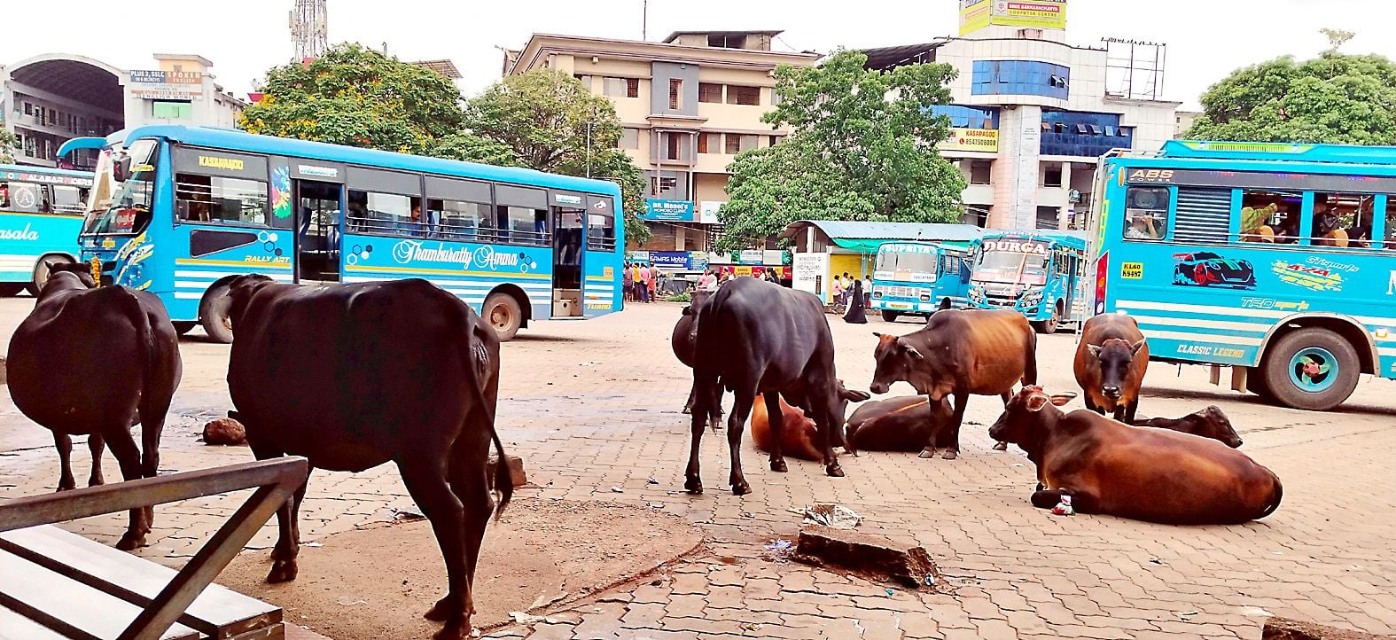 കാസർകോട് പുതിയ ബസ് സ്റ്റാൻഡിൽ തമ്പടിച്ചിരിക്കുന്ന കന്നുകാലികൾ