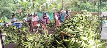മടിക്കൈ കണിച്ചിറയിലെ വിഎഫ്പിസികെയിൽ നേന്ത്രവാഴ കർഷകർ നേന്ത്രക്കുലകൾ വിൽപ്പന നടത്തുന്നു