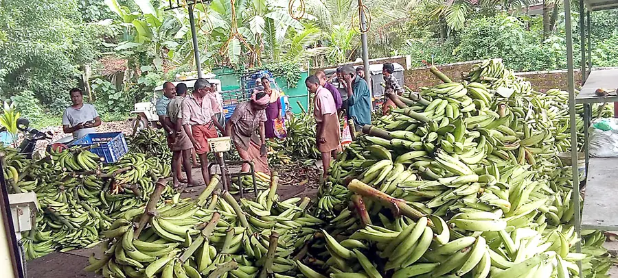 മടിക്കൈ കണിച്ചിറയിലെ വിഎഫ്പിസികെയിൽ നേന്ത്രവാഴ കർഷകർ നേന്ത്രക്കുലകൾ വിൽപ്പന നടത്തുന്നു