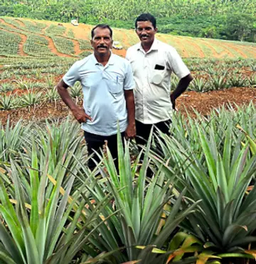 ജോമി ജോസഫും സഹോദരൻ ജിജി ജോസഫും കരിന്തളം  കുമ്പളപ്പള്ളിയിലെ തങ്ങളുടെ  പൈനാപ്പിൾ തോട്ടത്തിൽ